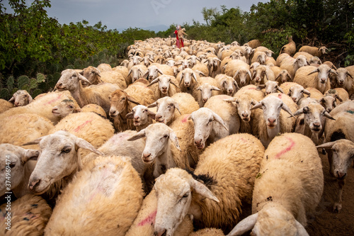 Female shepherd herding sheep, Vietnam