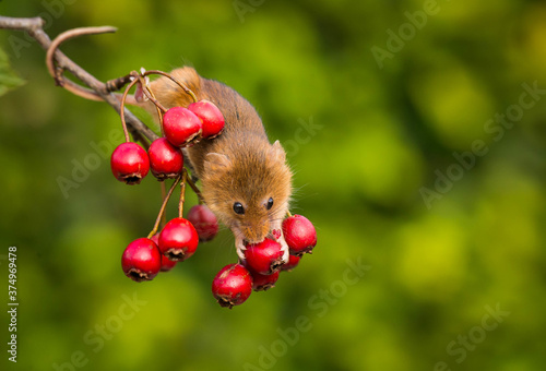 Harvest mouse collecting fruit, Indiana, USA photo