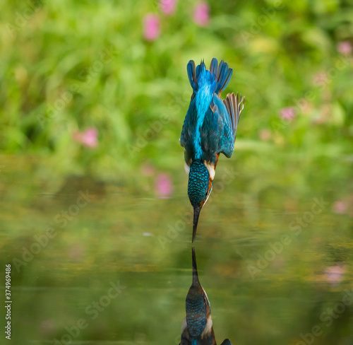 Male kingfisher diving into water, Indiana, USA
