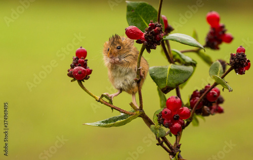 Harvest mouse on a plant eating berries, Indiana, USA