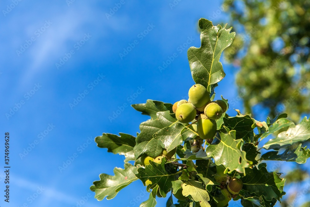Fototapeta premium Oak tree branch with green ripening acorns at summer day. Oak branch with acorns against the sky.