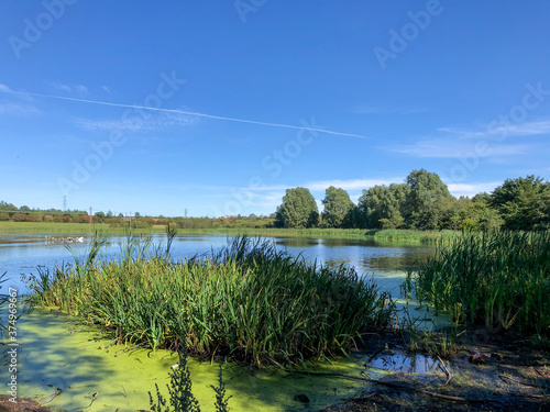 lake in the forest