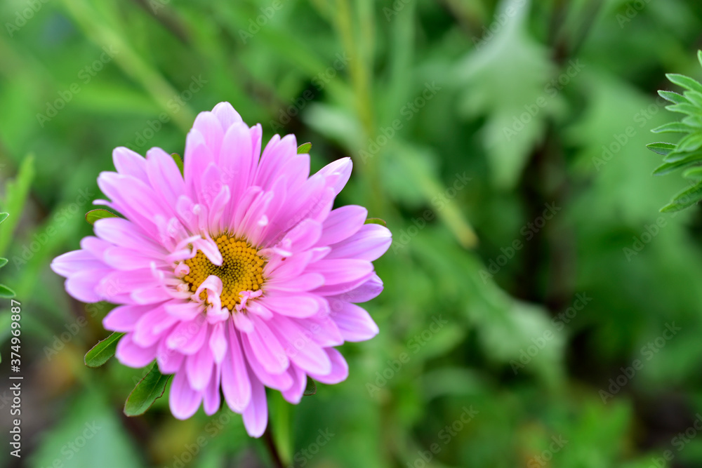 Multicolored Aster flowers in the garden on the background of the garden Multicolored Aster flowers in the garden on the background of the garden