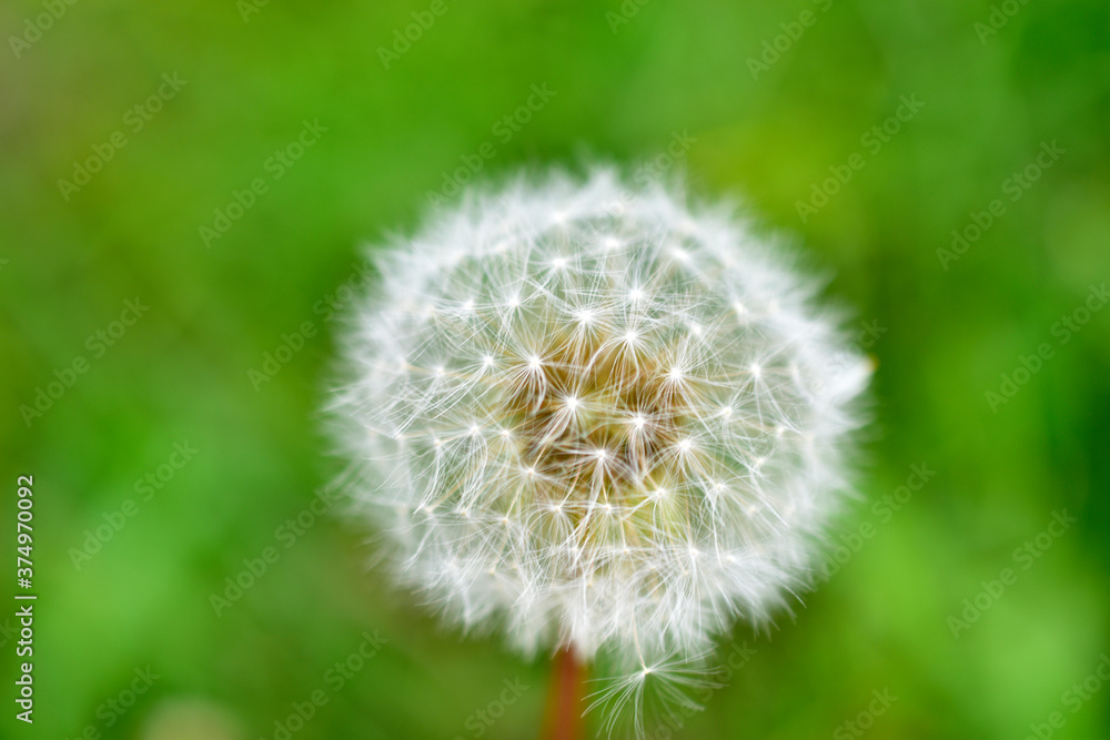 Common dandelion medicinal close up seeds for air Common dandelion medicinal close up seeds for air