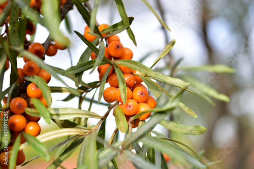 Ripe sea buckthorn fruit on the branches of a sea buckthorn tree