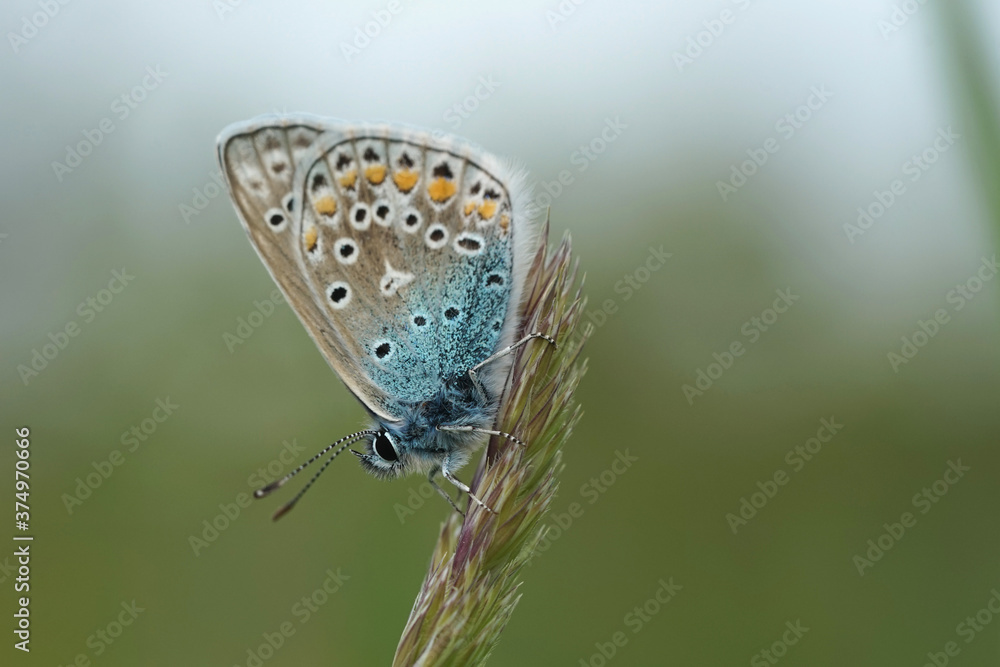 Obraz premium Nahansicht eines Schmetterlings - Bläuling