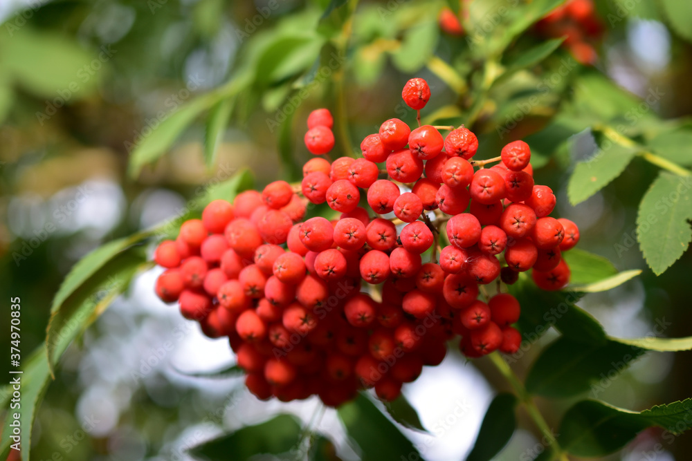 Ripe red Rowan berries on the branches in the evening Ripe red Rowan berries on the branches in the evening