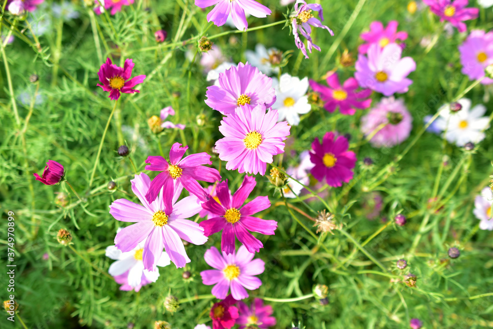 Background of multicolored flowers of Cosmea in the garden