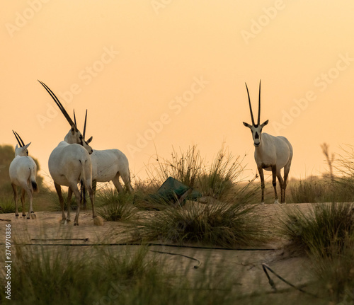Wild Animal Arabian Oryx in Dubai Desert photo