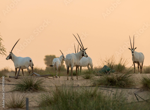 Arabian Oryx Herd Standing in Desert at Sunset in the United Arab Emirates