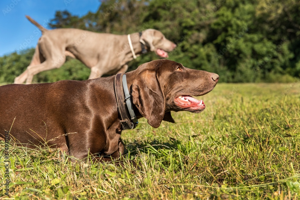 Hunting hounds on a green field. Wildlife hunting. A hunting dog lies in a meadow. Hunting hounds on a green field. Wildlife hunting. A hunting dog lies in a meadow.