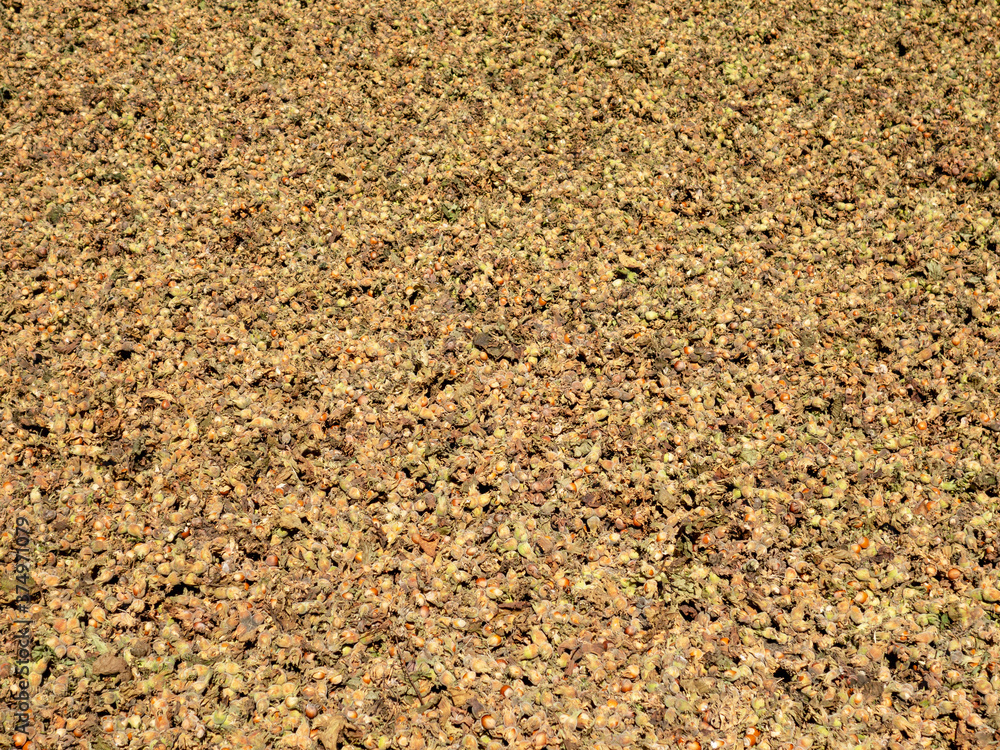 a large number of organic nuts that have not been sorted to green yellow a large number of organic nuts that have not been sorted to green yellow