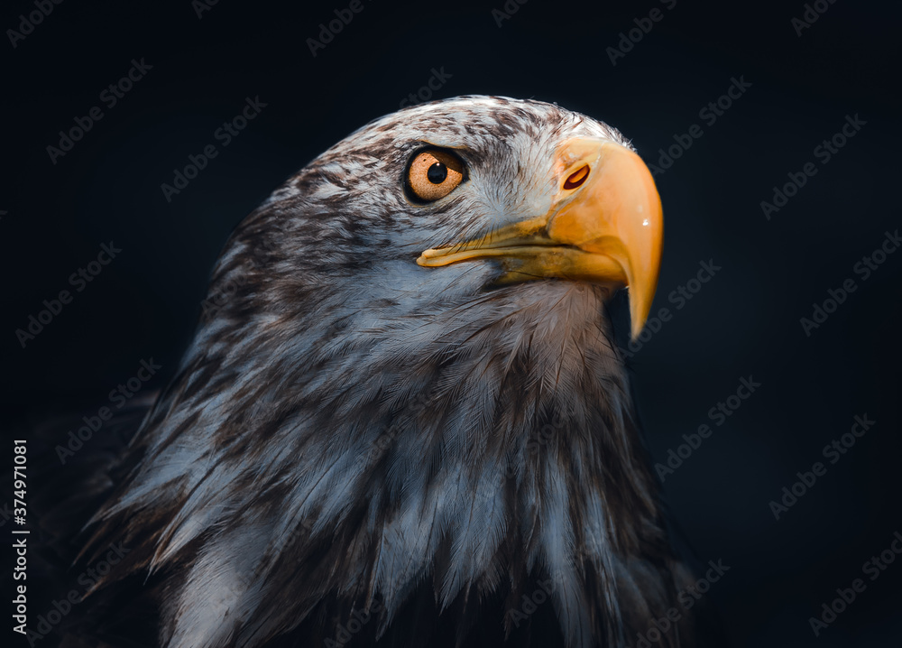 Obraz premium Juvenile Bald Eagle