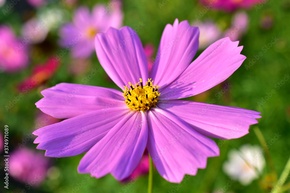 Background of multicolored flowers of Cosmea in the garden Background of multicolored flowers of Cosmea in the garden