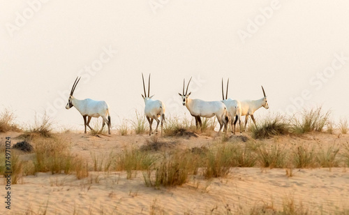 Wild Animal Arabian Oryx in Dubai Desert