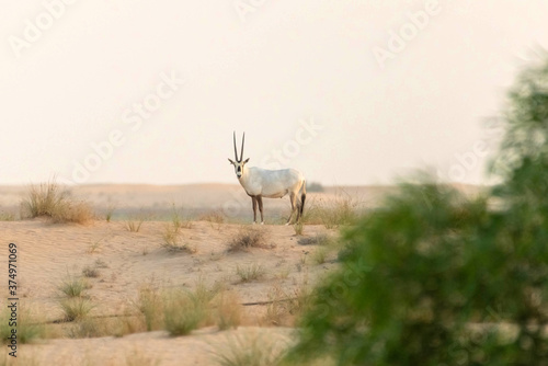 Wild Animal Arabian Oryx in Dubai Desert