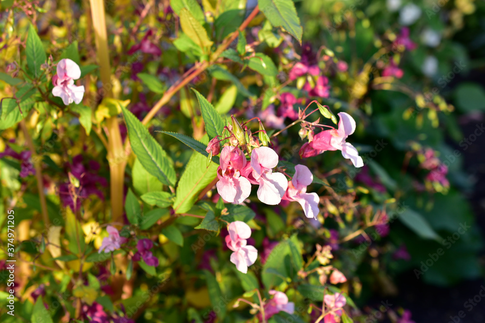 Pink and red flowers of Hydrocera and Impatiens Pink and red flowers of Hydrocera and Impatiens