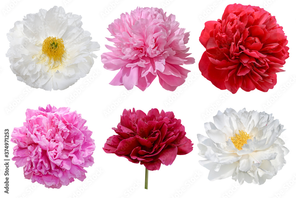 set of pink, red and white peony flowers isolated on white set of pink, red and white peony flowers isolated on white