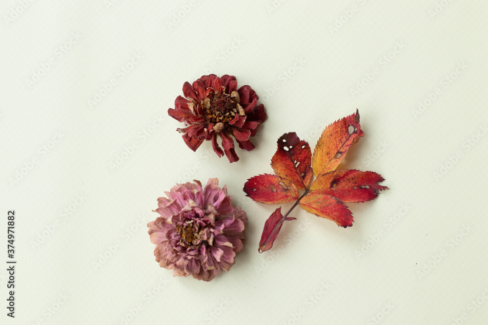 Autumn composition with gooseerry dry leaves and zinnia flowers on light lemon background. Autumn, fall, thanksgiving day concept. Flat lay, top view, copy space Autumn composition with gooseerry dry leaves and zinnia flowers on light lemon background. Autumn, fall, thanksgiving day concept. Flat lay, top view, copy space