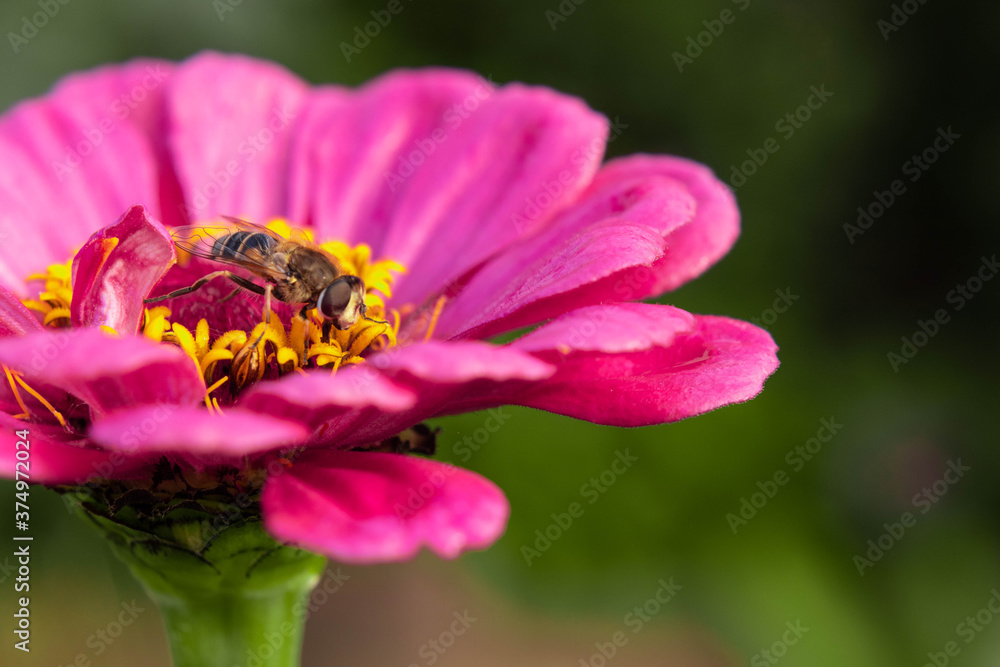 Hoverfly, flower fly, syrphid fly collects nectar from the pink zinnia flower. Mimicry of wasps and bees. Macro photo. Hoverfly, flower fly, syrphid fly collects nectar from the pink zinnia flower. Mimicry of wasps and bees. Macro photo.