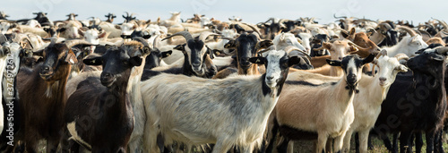 Картината върху платно Goats eating grass on a pasture in farm.