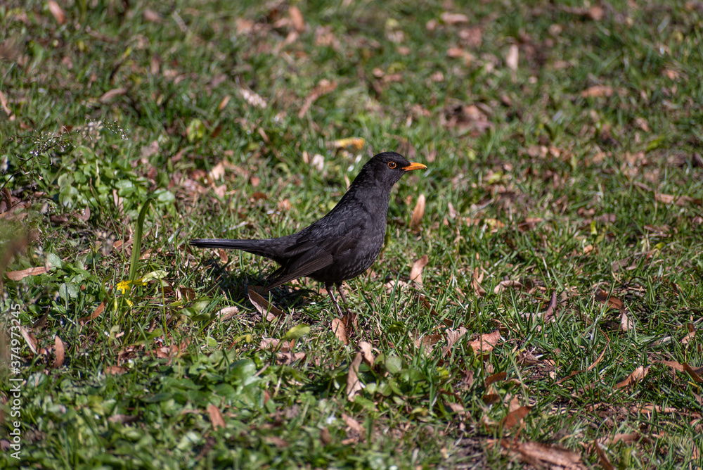 black bird running on the grass close-up black bird running on the grass close-up