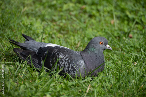 Dove lies on the grass close up