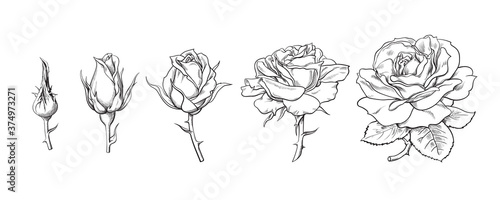 Slika na platnu Rose flowers set