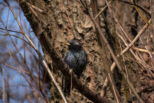 Big black bird on a branch close up