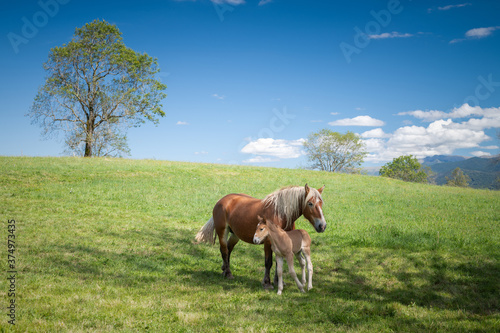 Mare and foal in the mountains meadow