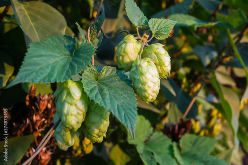 hop fruits lit by the setting sun
