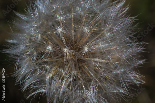 fluffy dandelion close-up  background  wallpapers