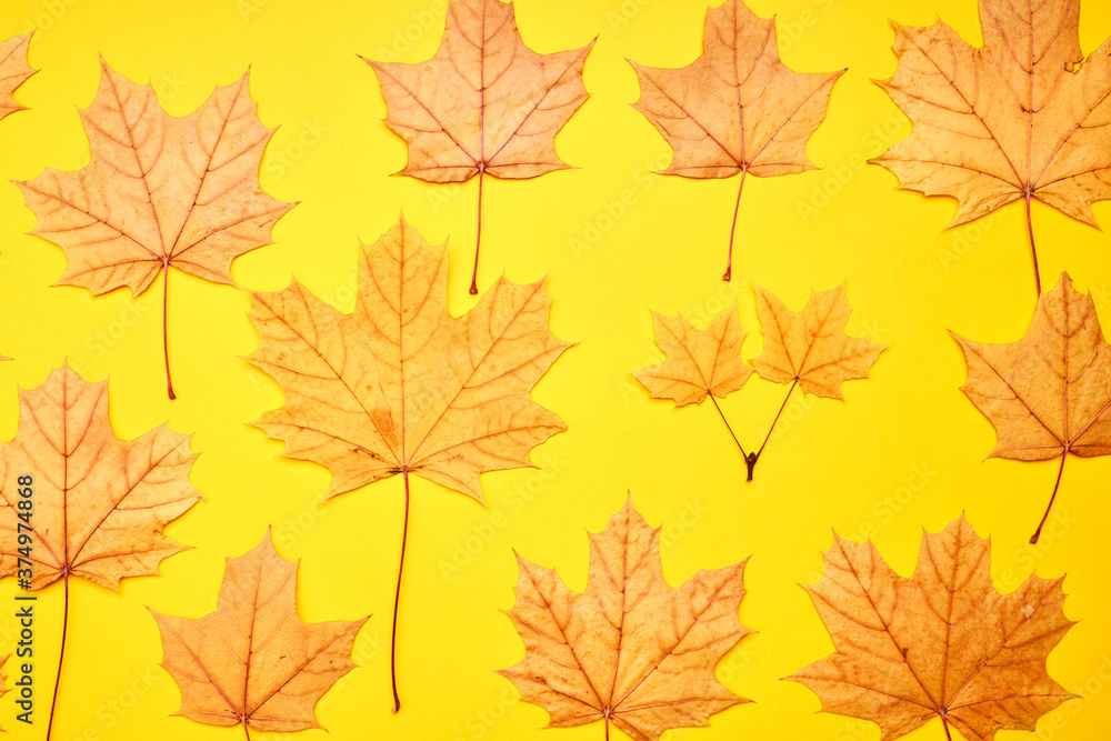 fall season concept. stack of yellow maple leaves on a bright background. autumn decoration backdrop fall season concept. stack of yellow maple leaves on a bright background. autumn decoration backdrop