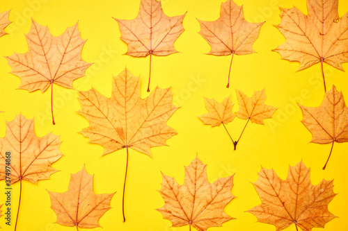 fall season concept. stack of yellow maple leaves on a bright background. autumn decoration backdrop