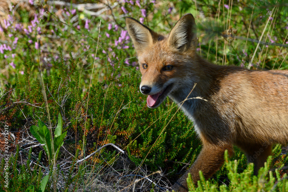 Young red fox in the forest on a summer day Vulpes vulpes