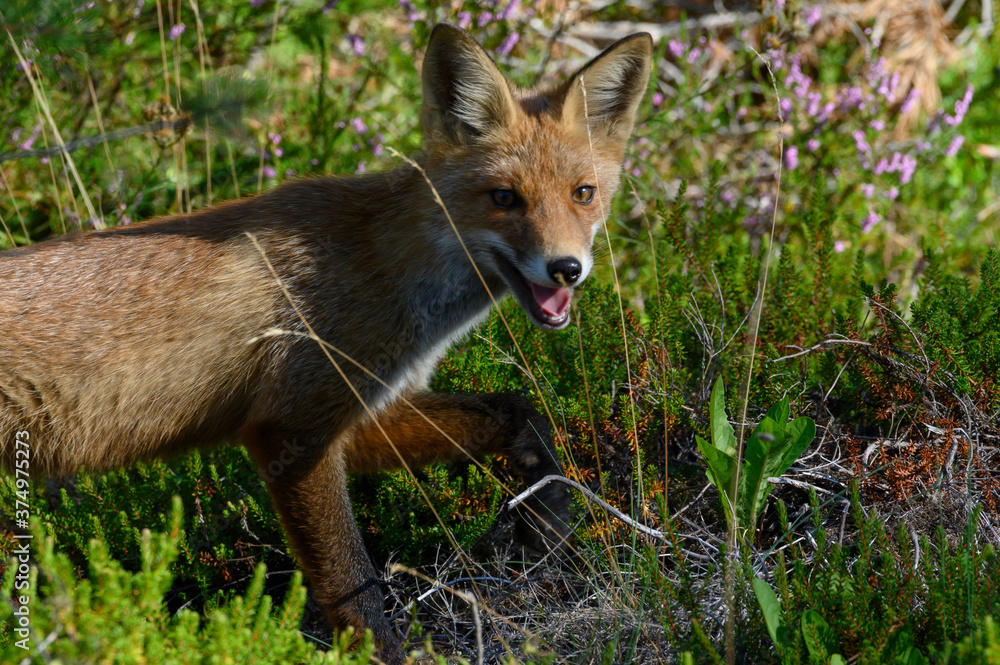Young red fox in the forest on a summer day Vulpes vulpes