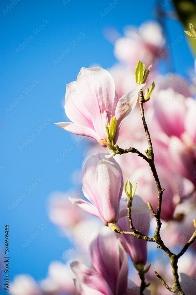 Close up branch magnolia tree with soft pink blooming flowers. Bright blue sky background. fresh floral scene, dutch garden. 