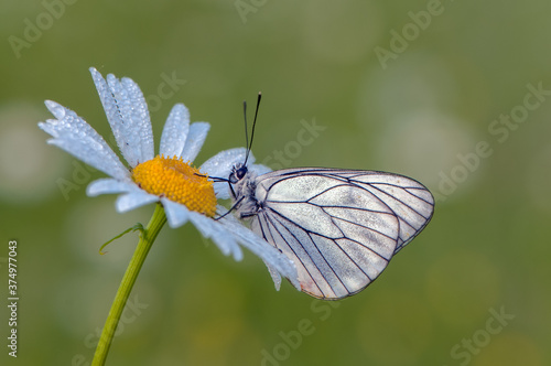 The beautiful and elegant butterfly Melitaea sits on a summer morning on a daisy flower
