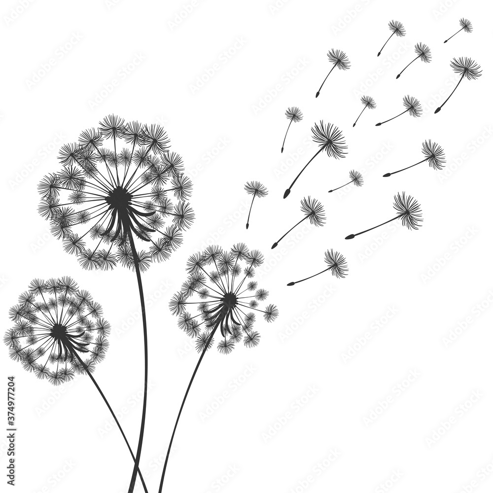 custom made wallpaper toronto digitalVector illustration dandelion time. Dandelion seeds blowing in the wind. The wind inflates a dandelion isolated in white background
