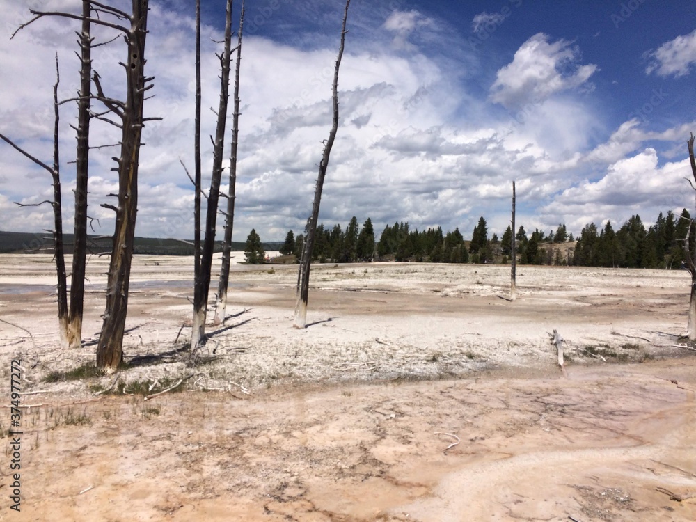 tall thin trees in Yellowstone hot springs 