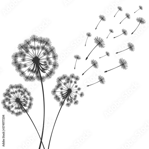 Fototapeta Naklejka Na Ścianę i Meble -  Vector illustration dandelion time. Dandelion seeds blowing in the wind. The wind inflates a dandelion isolated in white background