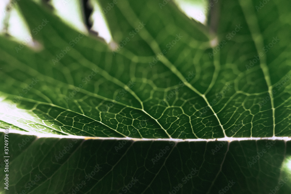 Hoja macro Hoja macro