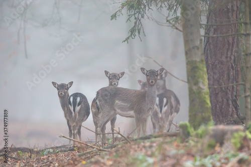 A group of Fallow Deer (Dama dama) in the mist in the nature protection area Moenchbruch near Frankfurt, Germany. photo