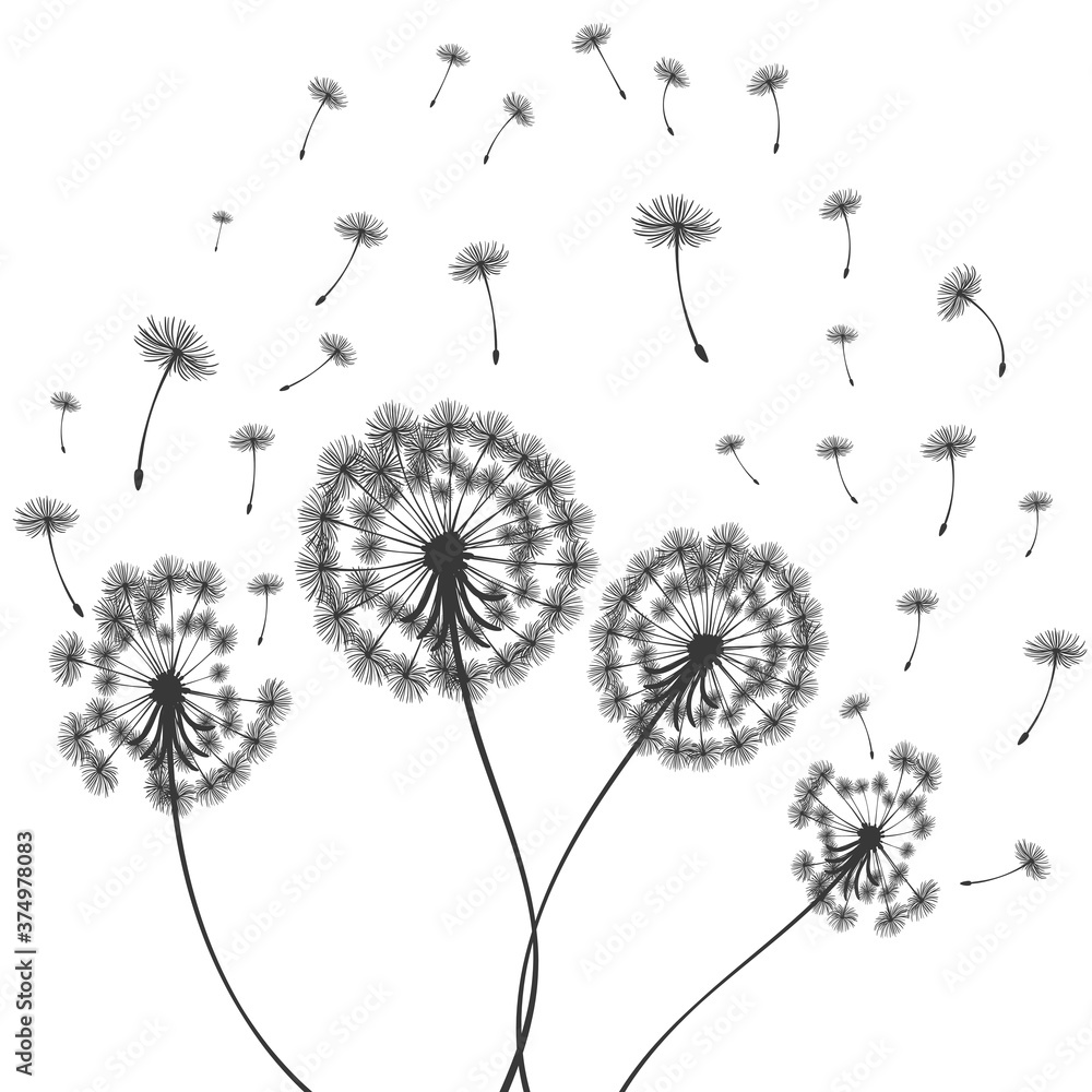 Fototapeta Vector illustration dandelion time. Dandelion seeds blowing in the wind. The wind inflates a dandelion isolated in white background
