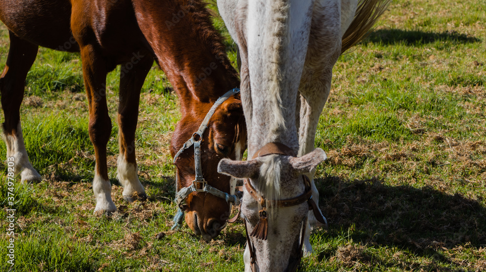 Obraz premium horse eating grass