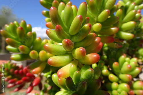 Succulent Jelly Bean Plant Close up
