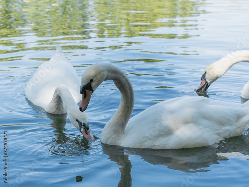 Cisnes blancos nadando en un lago de día