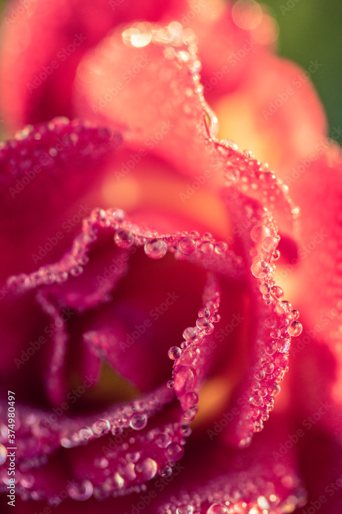 Close Up of Rose Petals and Dew Drops Close Up of Rose Petals and Dew Drops