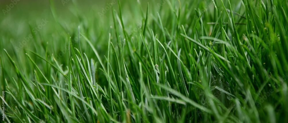 Grüner Rasen im Garten als Hintergrund und Textur
Grüner Rasen im Garten als Hintergrund und Textur