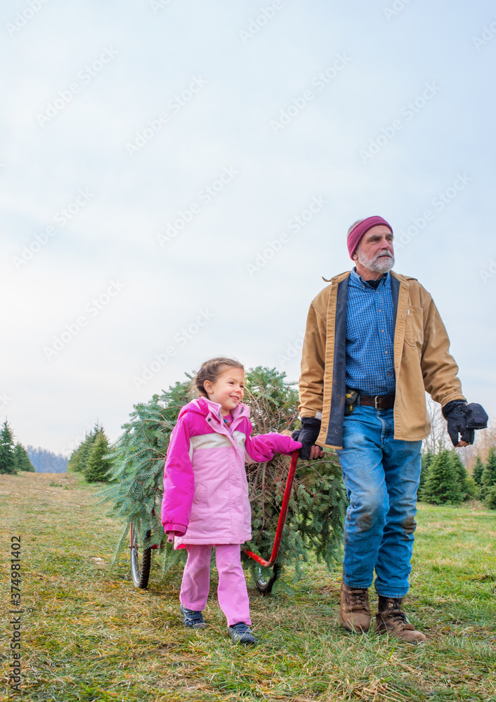 Grandfather and Granddaughter Retrieve Fresh Cut Christmas Tree Grandfather and Granddaughter Retrieve Fresh Cut Christmas Tree
